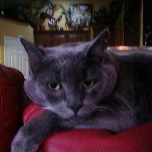 Meet your Posher, Allyson